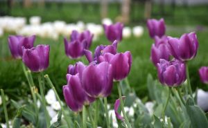Oktobar je idealan za sadnju lukovica tulipana, ovo su trikovi da brže procvatu